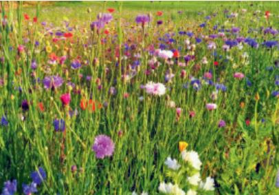 Immagine prodotto Juliwa-Hesa Blühmischung LaFleur Ténor - Die Bunte (Semi di fiori)