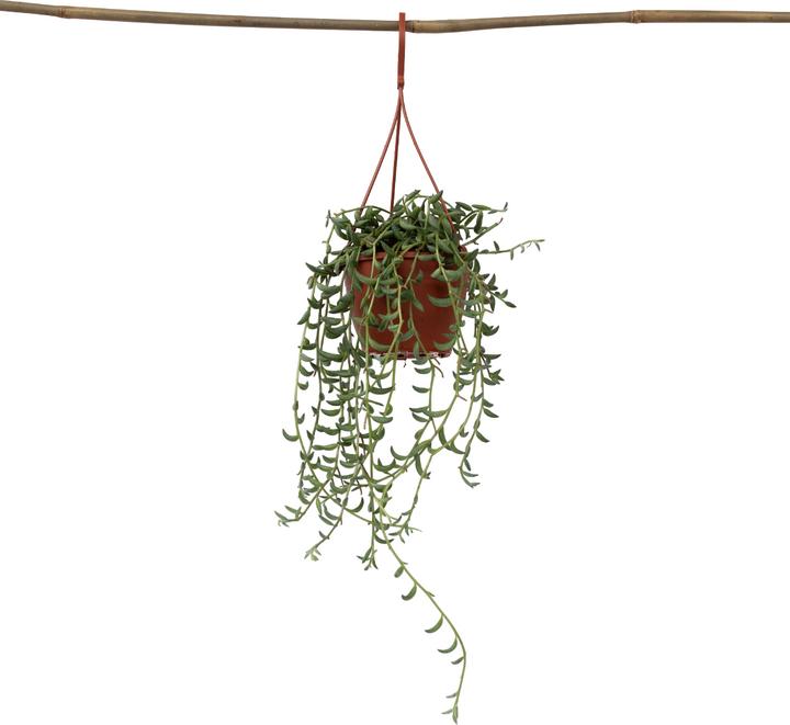 Produktbild Plant in a Box Senecio radicans - Bananasenecio (10 cm)