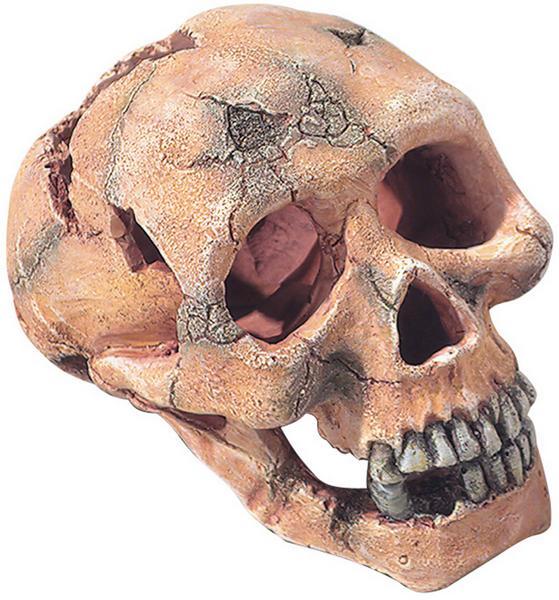 Actual product image Europet Decor skull L 15cm (Embellishment, other items)
