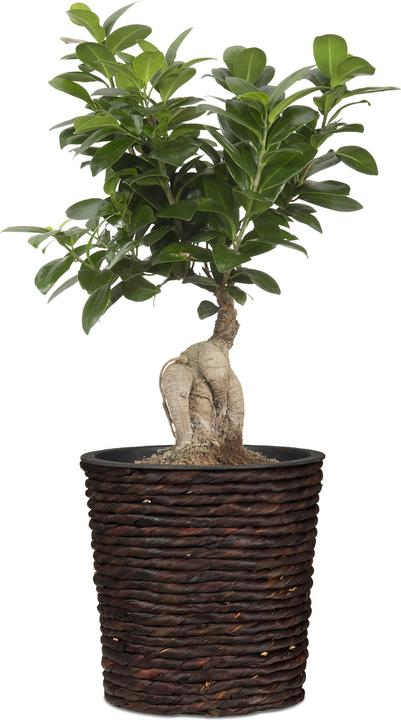Image du produit Scheurich Jacinthe d'eau 34, jardinière en osier/potager en osier/potager en osier en jacinthe d'eau Couleur (34 cm)