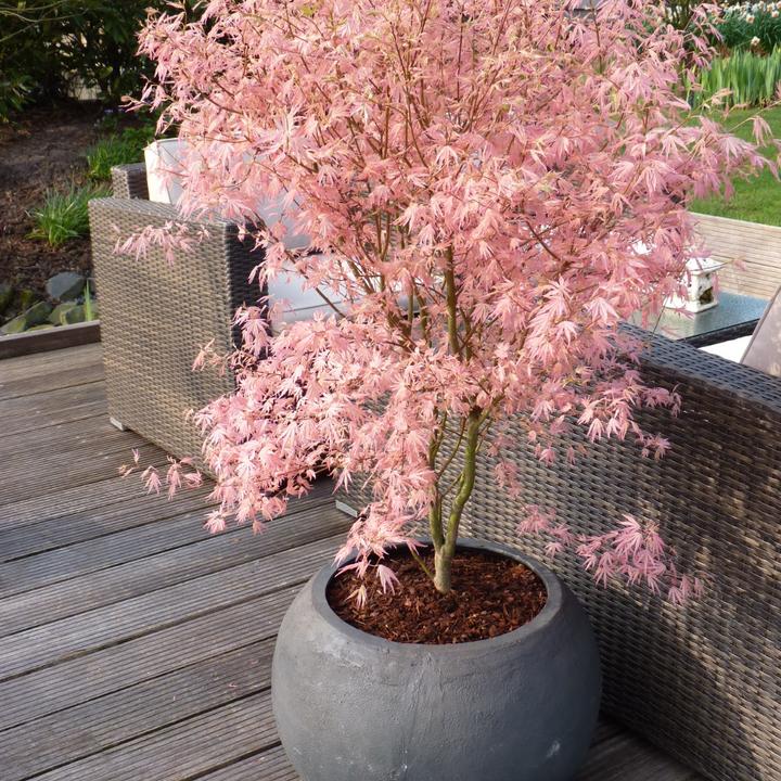 Image du produit Plant in a Box Acer Palmatum 'Taylor' - 2er Set Ahornbäume (50 cm)