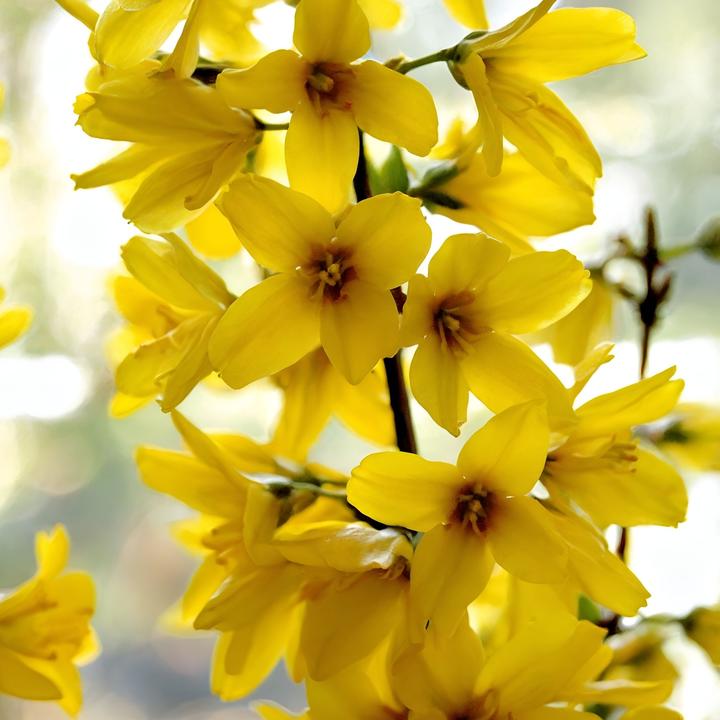 Immagine prodotto Plant in a Box Forsythia intermedia 'Minigold' - Set di 4 Forsythia (25 cm)