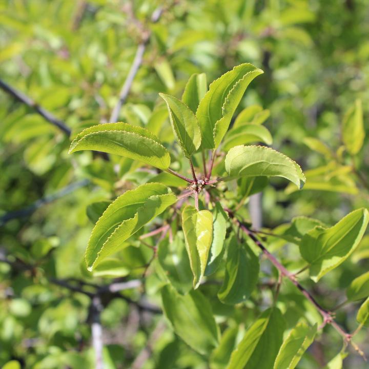 Actual product image Zulauf Buckthorn (50 cm)