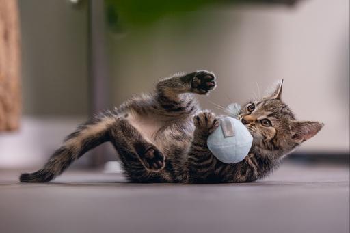 Actual product image Beeztees Kitten Cat Toy Ball+Spring Rizo