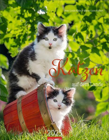 Produktbild Katzen auf dem Lande Kalender 2025 (30 x 39 cm, Deutsch)