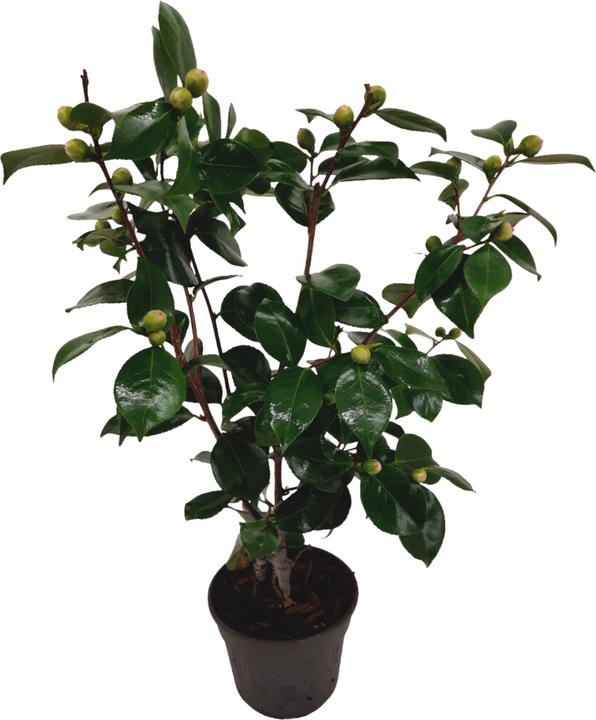 Actual product image Plant in a Box Camellia japonica Bonomiana - Japanese rose (50 cm)