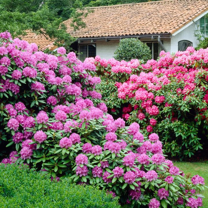 Produktbild Plant in a Box Rhododendron catawbiense purple, Cunningham's White, Elegans Pink - 6er Set Gartenpflanzen (25 cm)