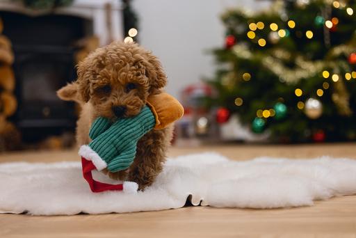 Image du produit Beeztees Jouets de Noël pour chiens Cactus, Léopard et Lama (Apporter)