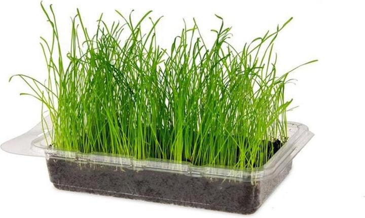 Actual product image Karlie Rodent Grass Vital Organic (0.10 kg, 1 x)