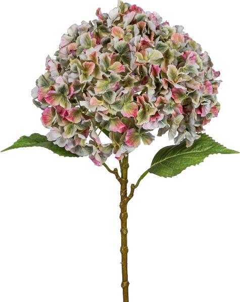 Produktbild Gasper Hortensie Gigant, Bunt H: 73 cm (73 cm)