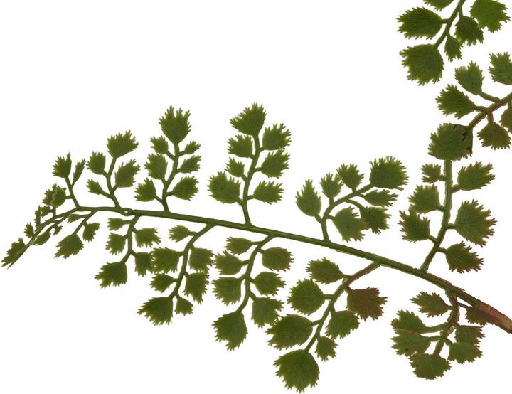 Immagine prodotto Hill Interiors The Natural Garden Collection Felce Capelvenere Fiore Artificiale (64 cm)
