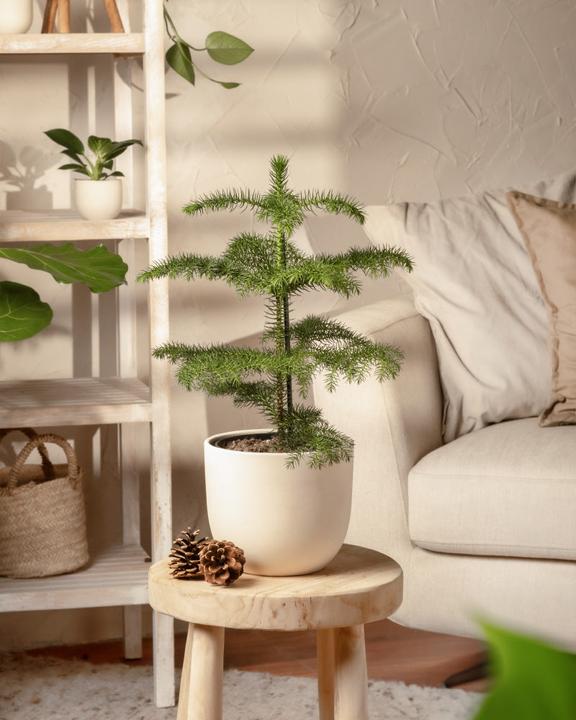 Image du produit feey Zimmertanne (55 cm, Respectueux des animaux, Fraîchement rempotés)