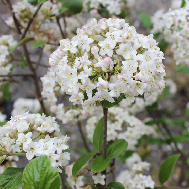 Produktbild Zulauf Oster-Schneeball / Viburnum burkwoodii (80 cm)