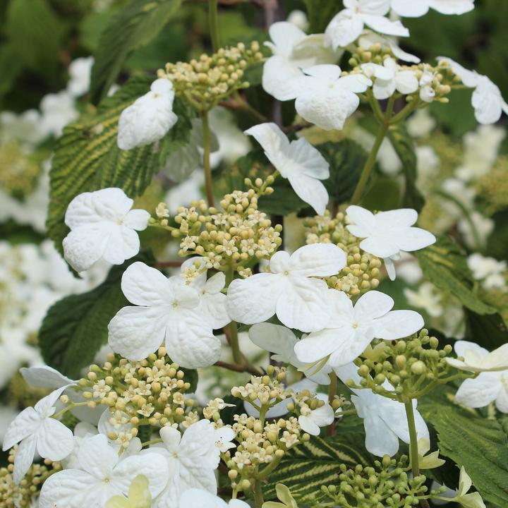 Produktbild Zulauf Japanischer Schneeball / Viburnum plicatum 'Mariesii' (80 cm)