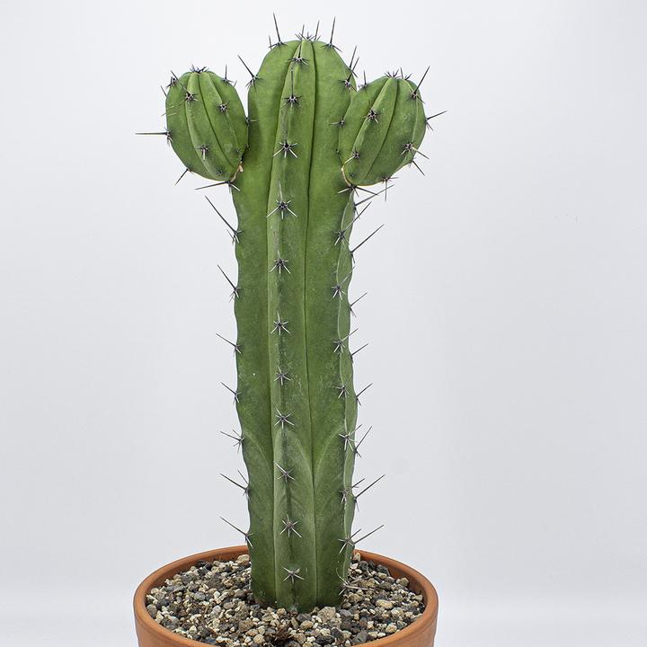 Actual product image Kakteen Gautschi Polaskia chichipe (55 cm)