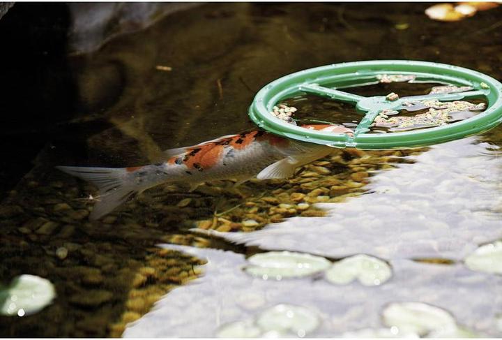Image du produit Pontec Anneau de nourriture pour poissons