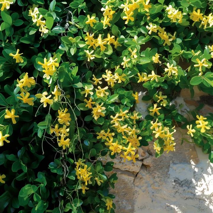 Jasmijn - Set van 8 - Trachelospermum jasminoides - Hoogte 110-120cm