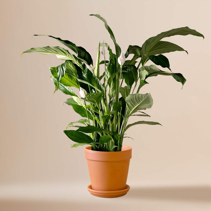 Produktbild Mary and Plants Peace Lily Terrakotta (85 cm)