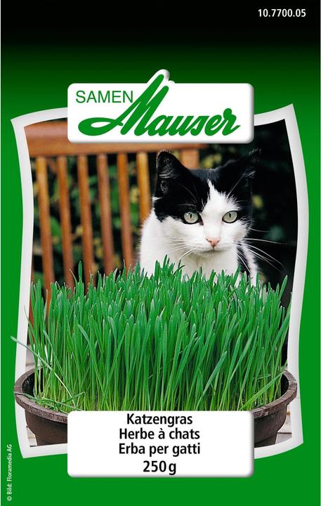 Samen Mauser Katzengras (Kräutersamen)