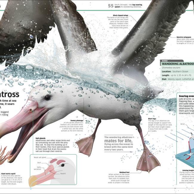 Image du produit Knowledge Encyclopedia Ocean! (Anglais, Collectif, 2020)
