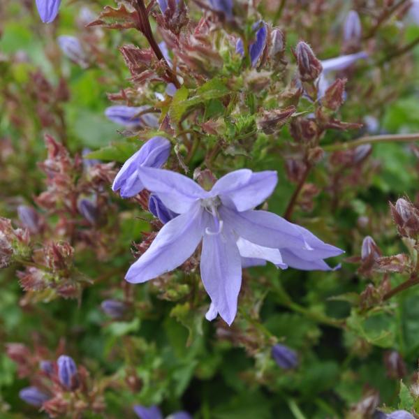 Immagine prodotto Säntispracht La vigorosa campanula pendula - Campanula poscharskyana 'Blauranke' (20 cm)