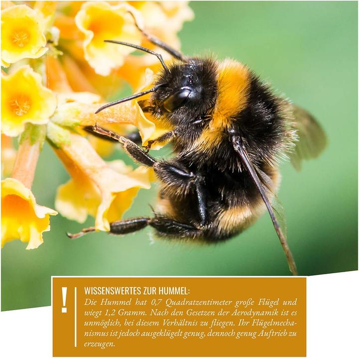 Actual product image Wildtier Herz Bumblebee hotel to hang (Bumblebees)