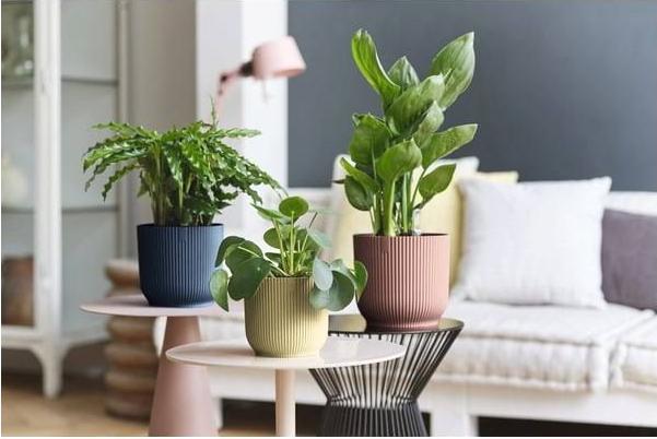 Image du produit Elho Vibes (25 cm)