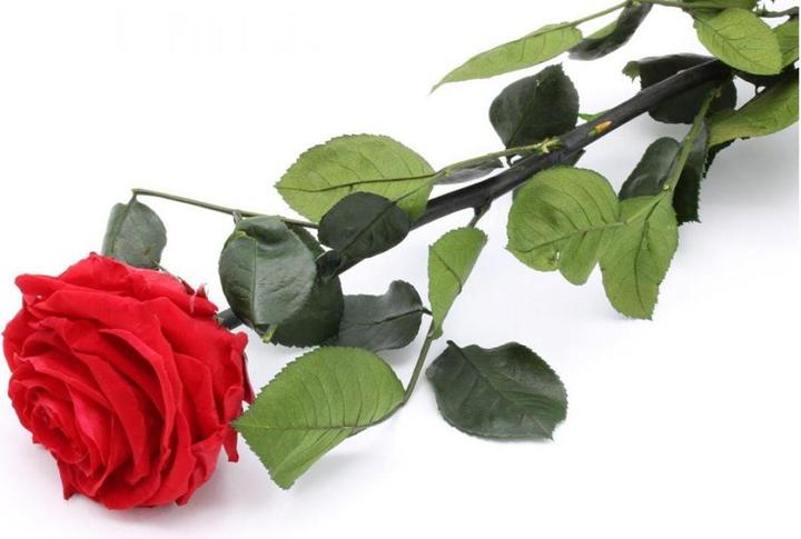 Image du produit TOP Rose éternellement en fleur (22 cm)