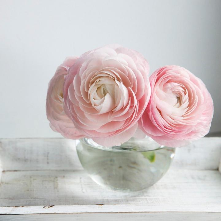 Produktbild Plant in a Box Ranunculus - 40er-Set Ranunkeln (40 cm)
