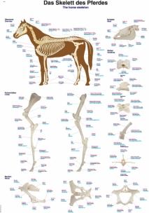 Actual product image Erler Zimmer Teaching board The skeleton of the horse, 50x70 cm