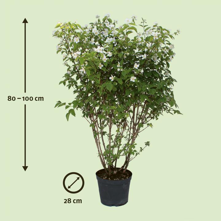 Produktbild Zulauf Pfeifenstrauch / Philadelphus coronarius (100 cm)