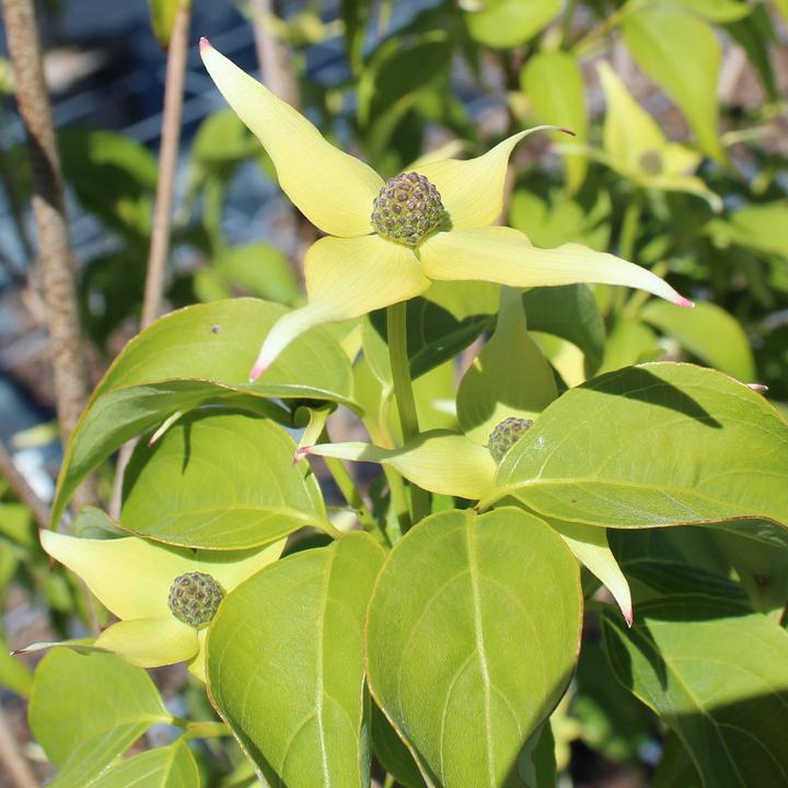 Actual product image Zulauf Blüten-Hartriegel / Cornus kousa 'Milky Way' (80 cm)