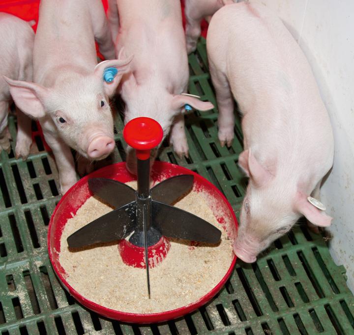 Actual product image Kerbl Piglet tray Mini-Piglet