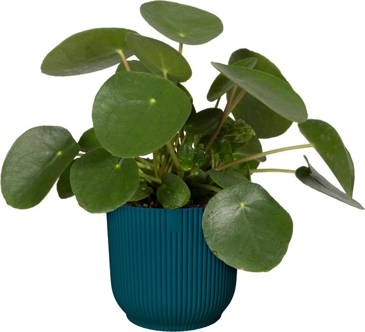 Immagine prodotto Elho Vibes Fold (18.35 cm)