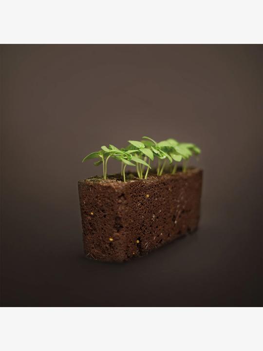 Productafbeelding Véritable Marokkaanse munt (Plant zaden)