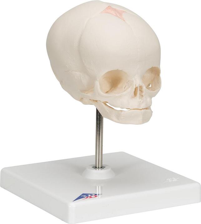 Immagine prodotto 3B Scientific Modello di cranio fetale, su supporto