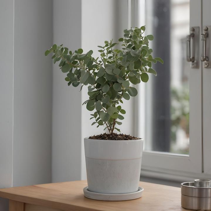 Image du produit Plant in a Box Eucalyptus Pulverulenta - Set de 4 Eucalyptus à feuilles d'argent (25 cm)