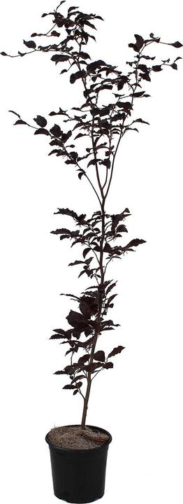 Actual product image Zulauf Blut-Buche / Fagus syl. 'Purpurea' (80 cm)