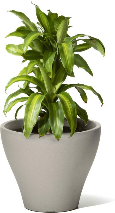 Actual product image Step2 Fernway planter - concrete grey (50.80 cm)
