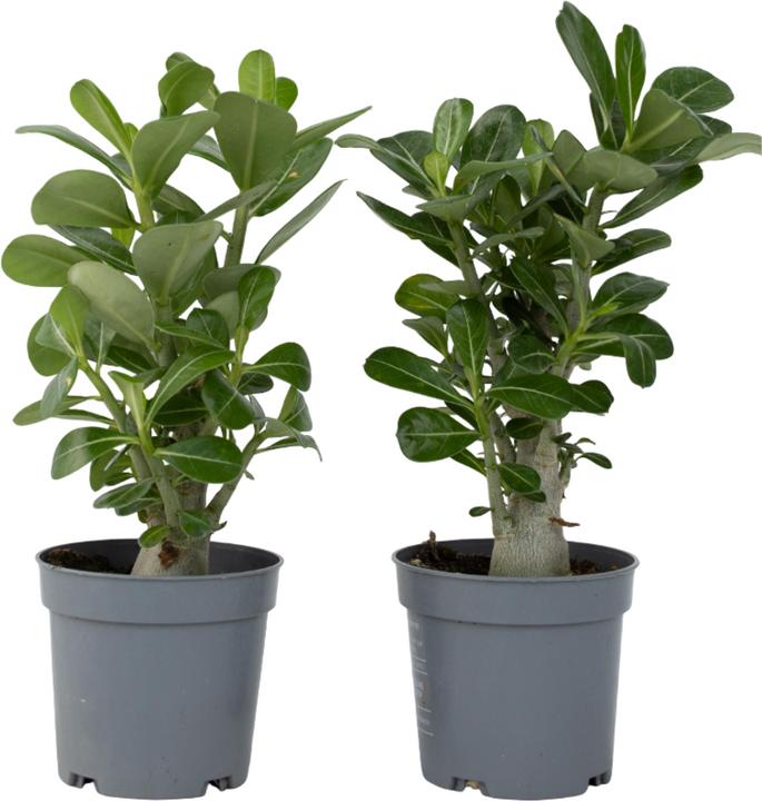 Immagine prodotto Plant in a Box Adenium Obesum (25 cm)