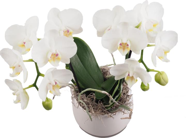 Produktbild Migros Ostschweiz Orchideenschale mittel (40 cm)