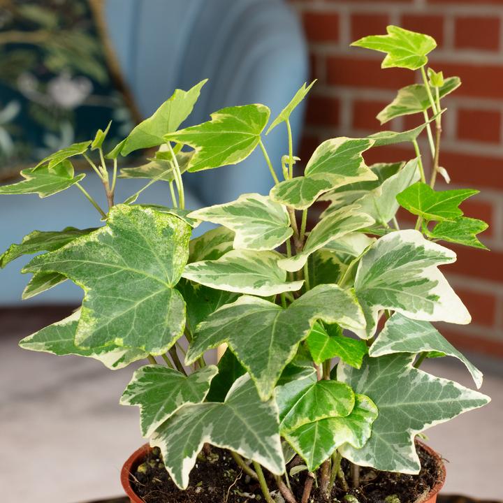 Immagine prodotto Flowerbox Edera comune - Hedera helix (15 cm)