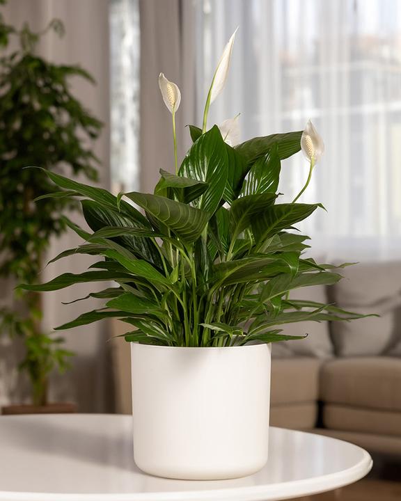Produktbild feey Grosses Einblatt (75 cm, Frisch umgetopft)