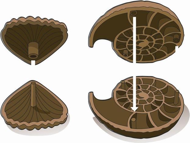 Actual product image Clementoni Excavation set fossils & minerals