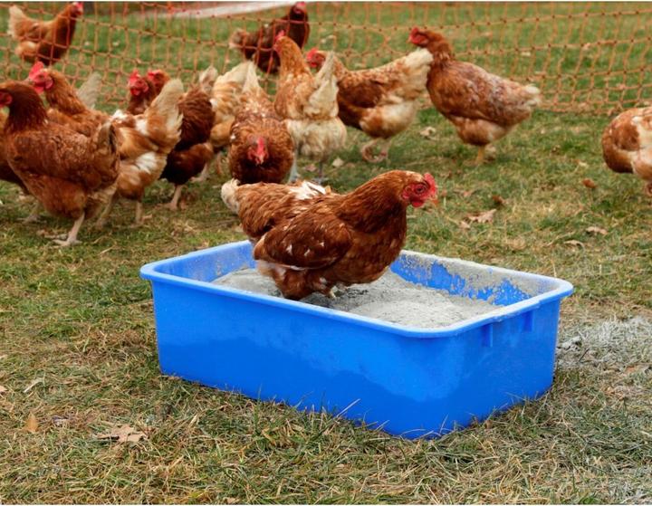 Actual product image Kerbl 16536 Universal Plastic Tub, Blue, 63cm x 39cm x 17cm, 29.5L Capacity
