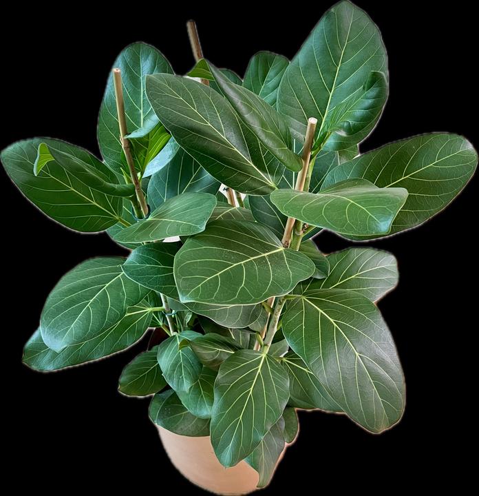 Produktbild Mahaloplants Ficus benghalensis (90 cm)