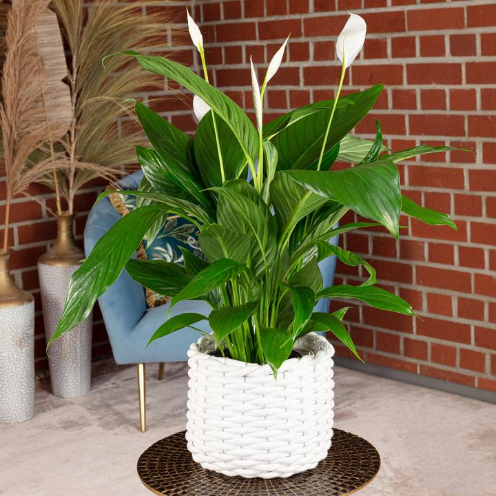 Produktbild Flowerbox Einblatt - Spathiphyllum (70 cm)