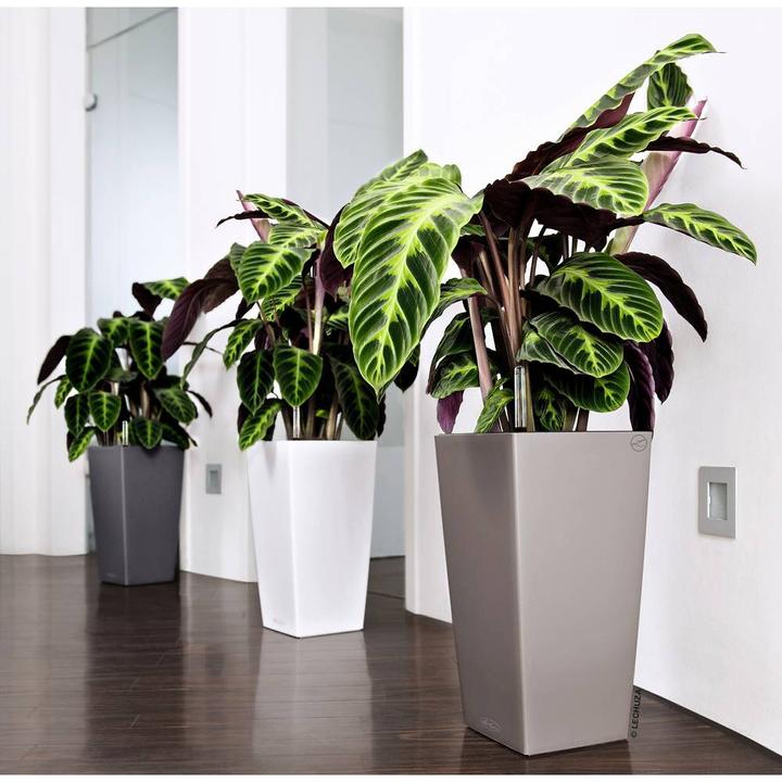 Produktbild Lechuza Cubico Color (29.50 cm)