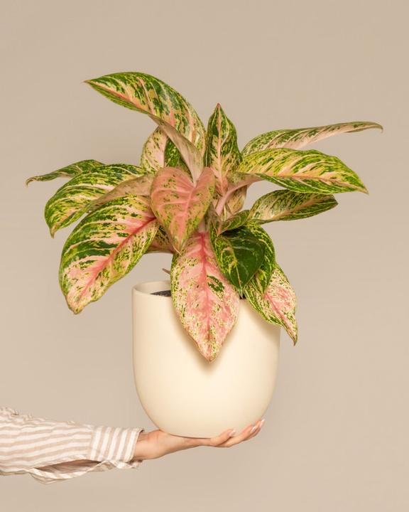 Actual product image feey Aglaonema Cocomelon (60 cm, Freshly repotted)