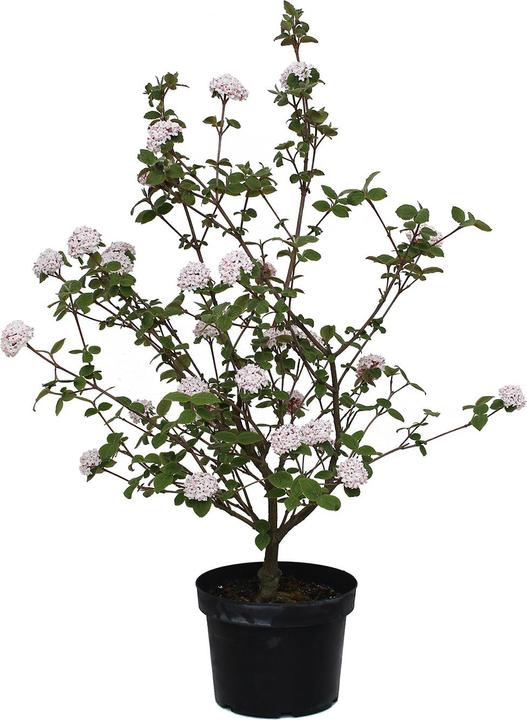 Produktbild Zulauf Koreanischer Duft-Schneeball / Viburnum carlesii 'Aurora' (80 cm)